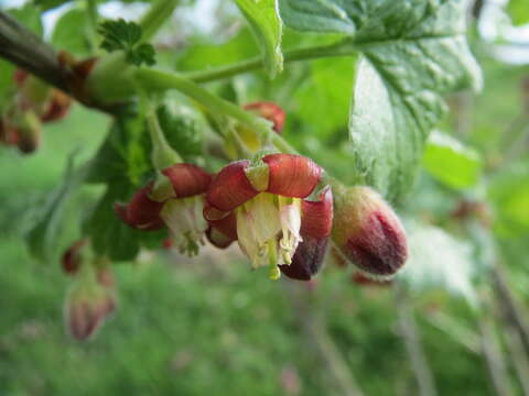 Image of European gooseberry