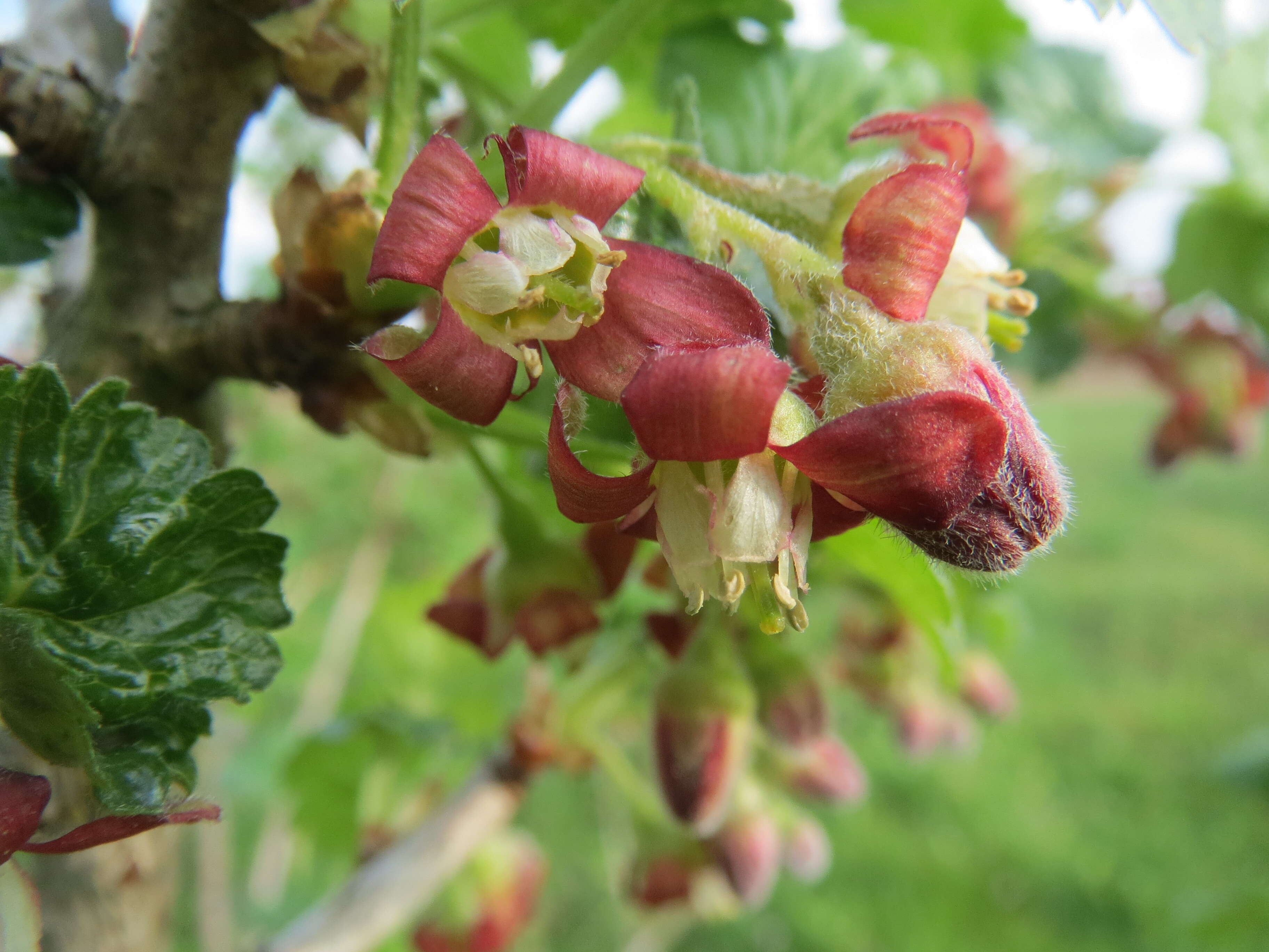 Image of European gooseberry