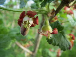 Image of European gooseberry