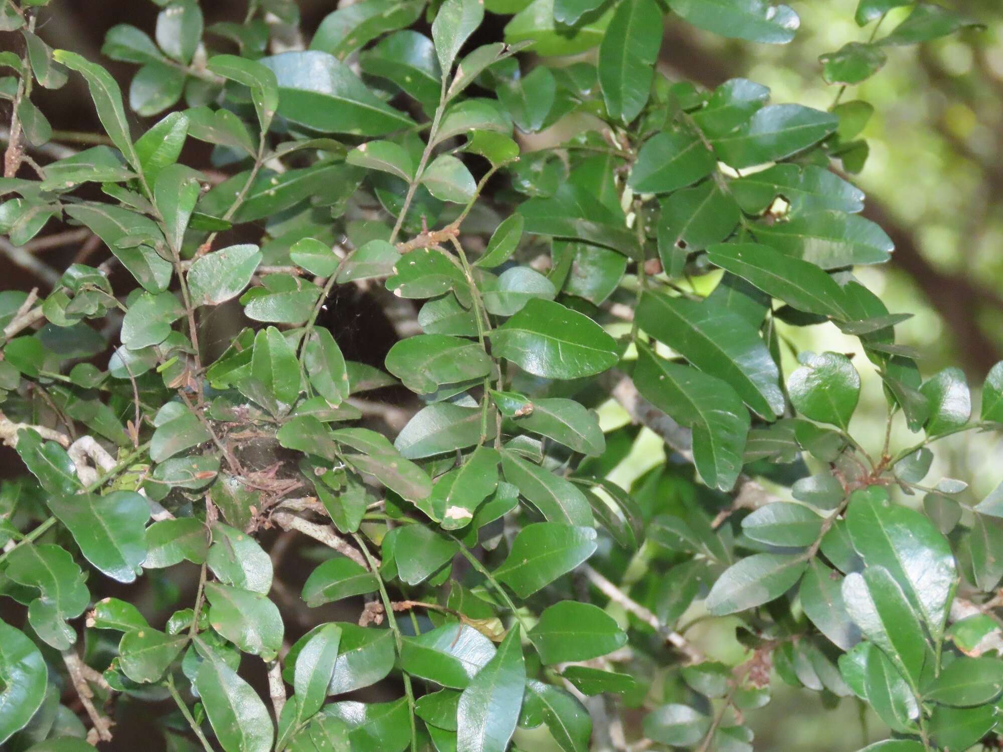 Image of Haplocoelum foliolosum subsp. mombasense (Bullock) B. Verdcourt