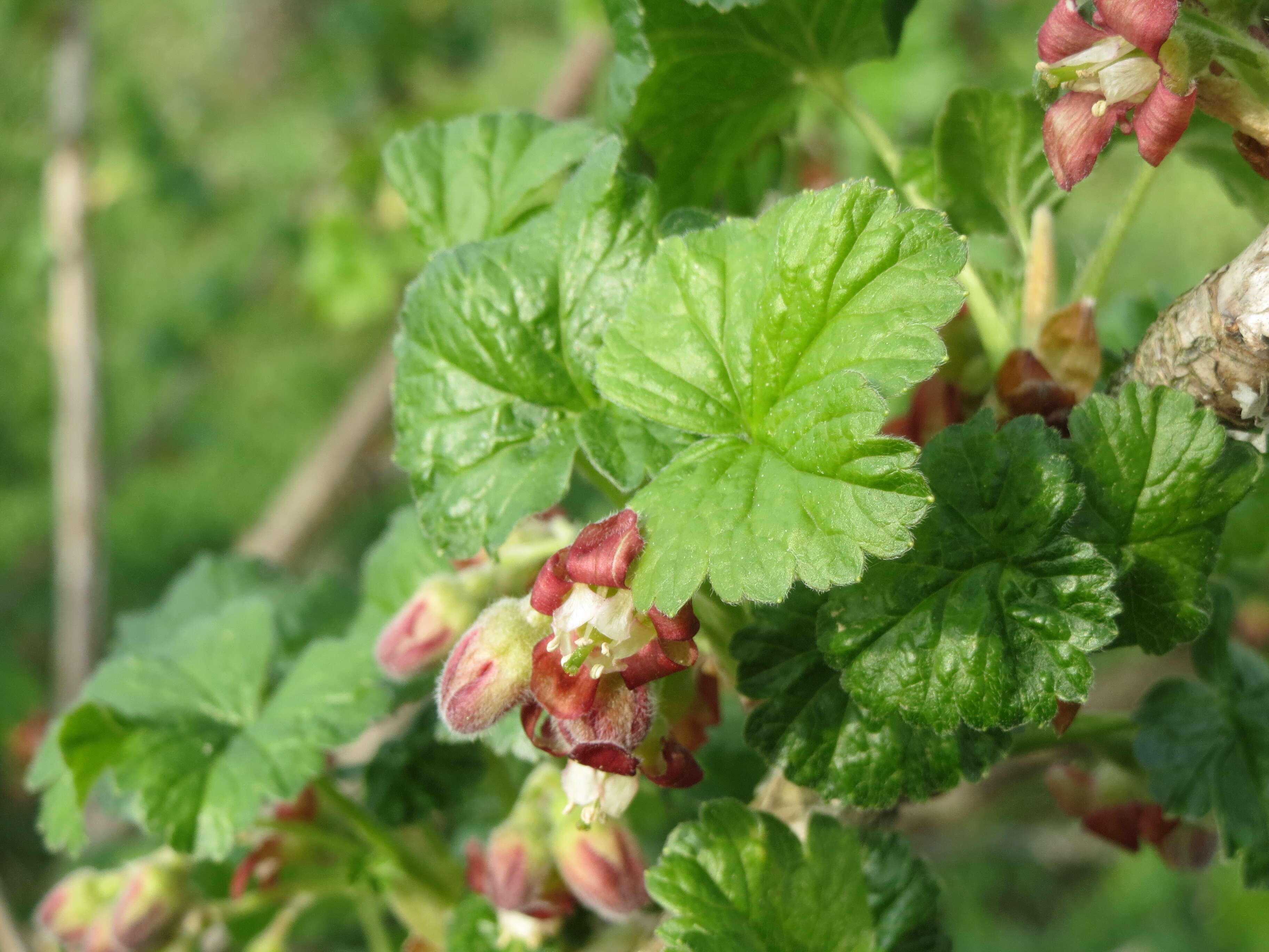 Image of European gooseberry