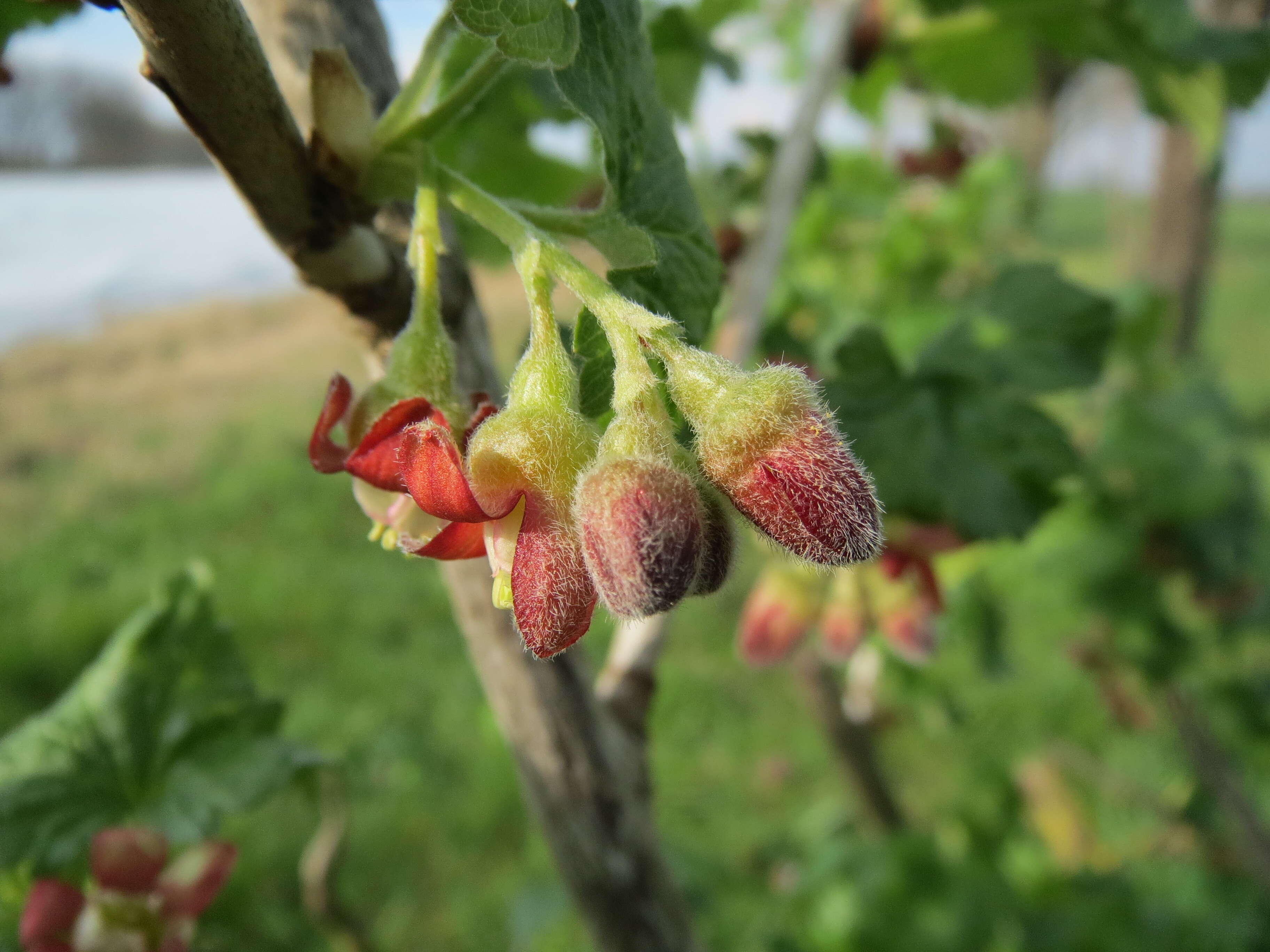 Image of European gooseberry