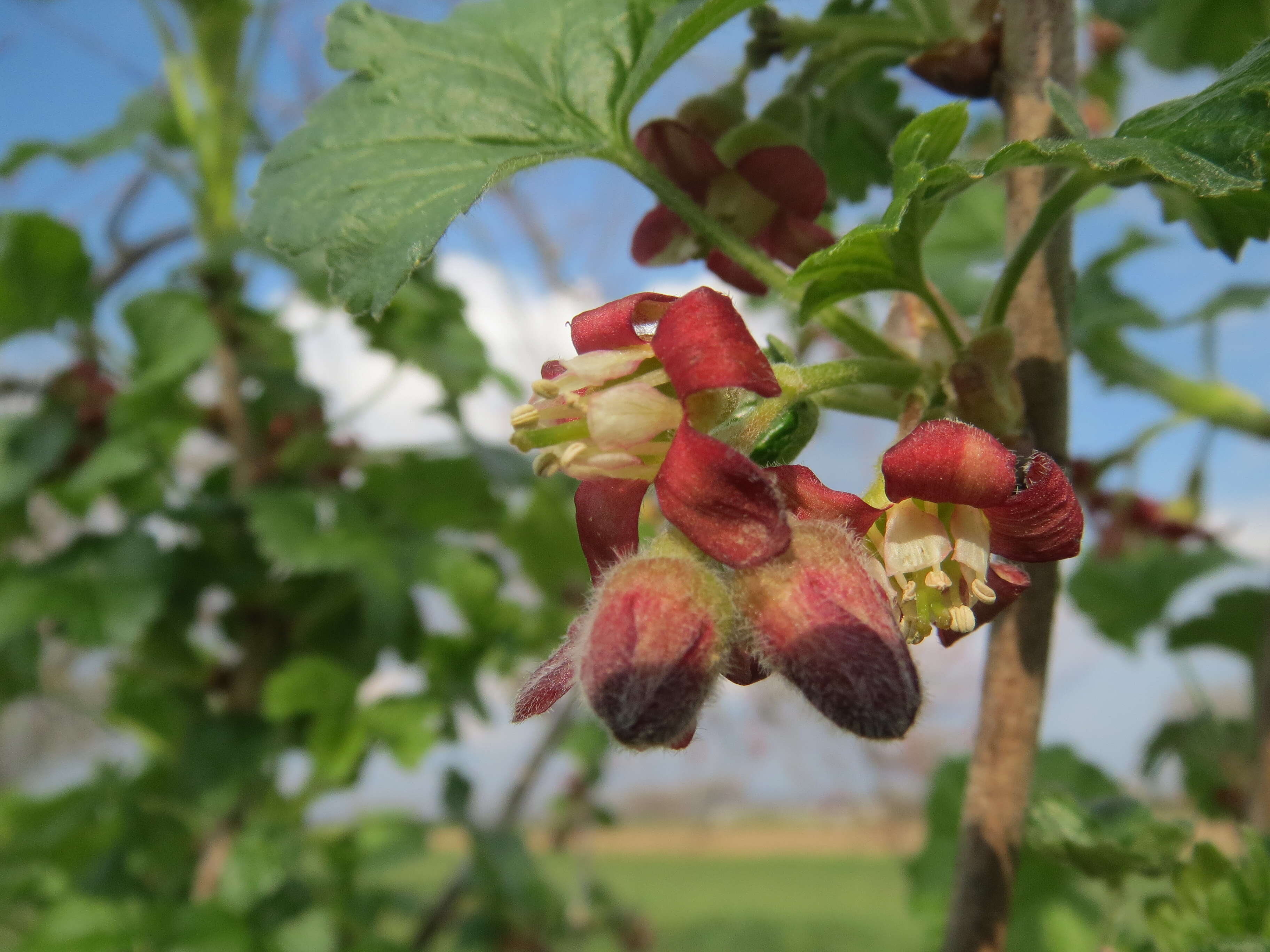 Image of European gooseberry