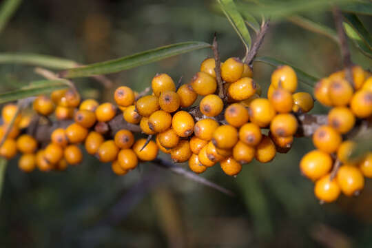 Image of Sea-buckthorn