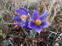 Image of pasqueflower