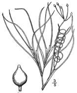 Image of spiral ditchgrass