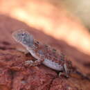 Plancia ëd Tympanocryptis centralis Sternfeld 1925