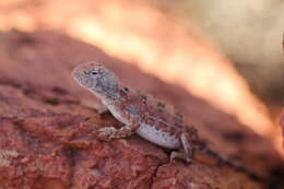 Plancia ëd Tympanocryptis centralis Sternfeld 1925