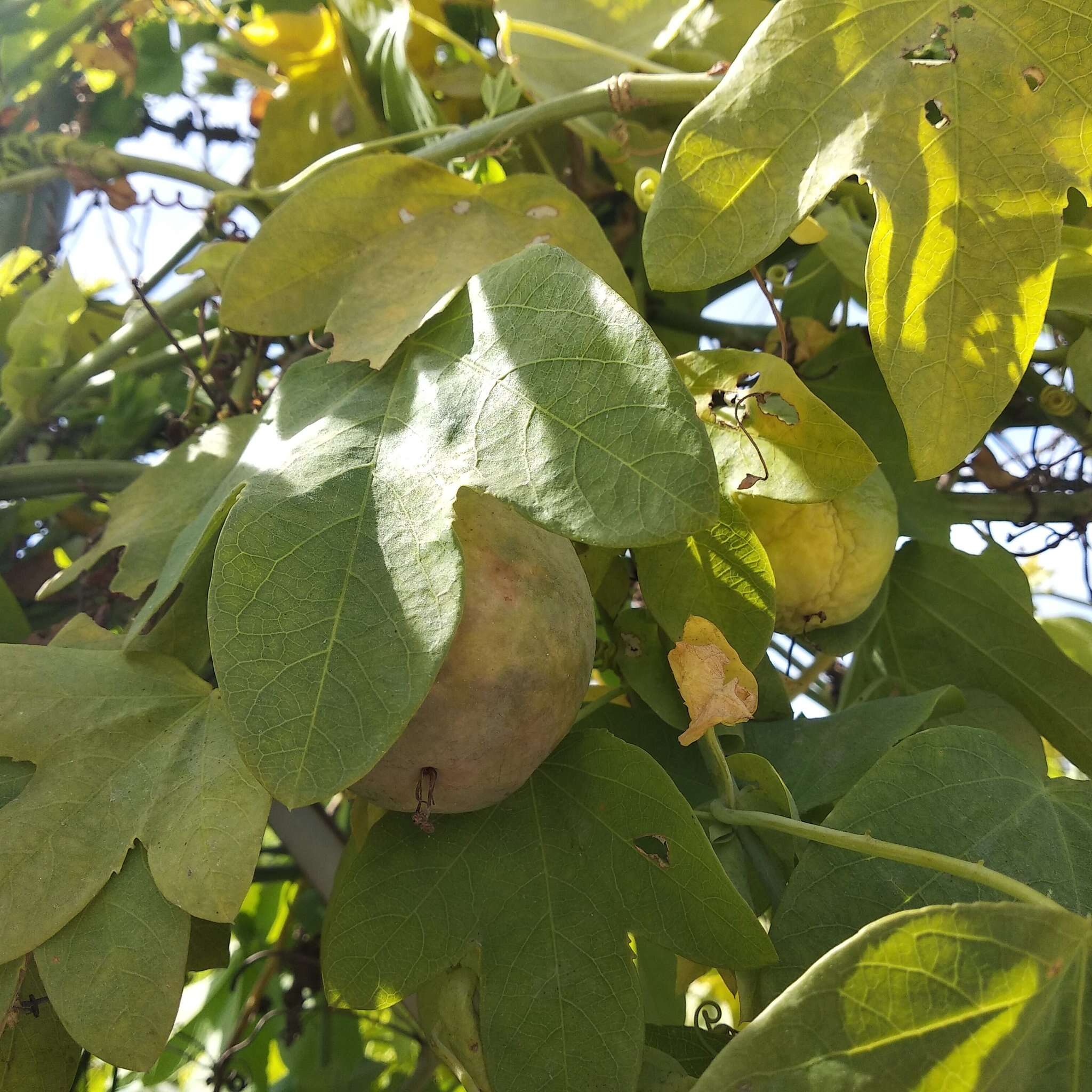 Plancia ëd Passiflora subpeltata Ortega