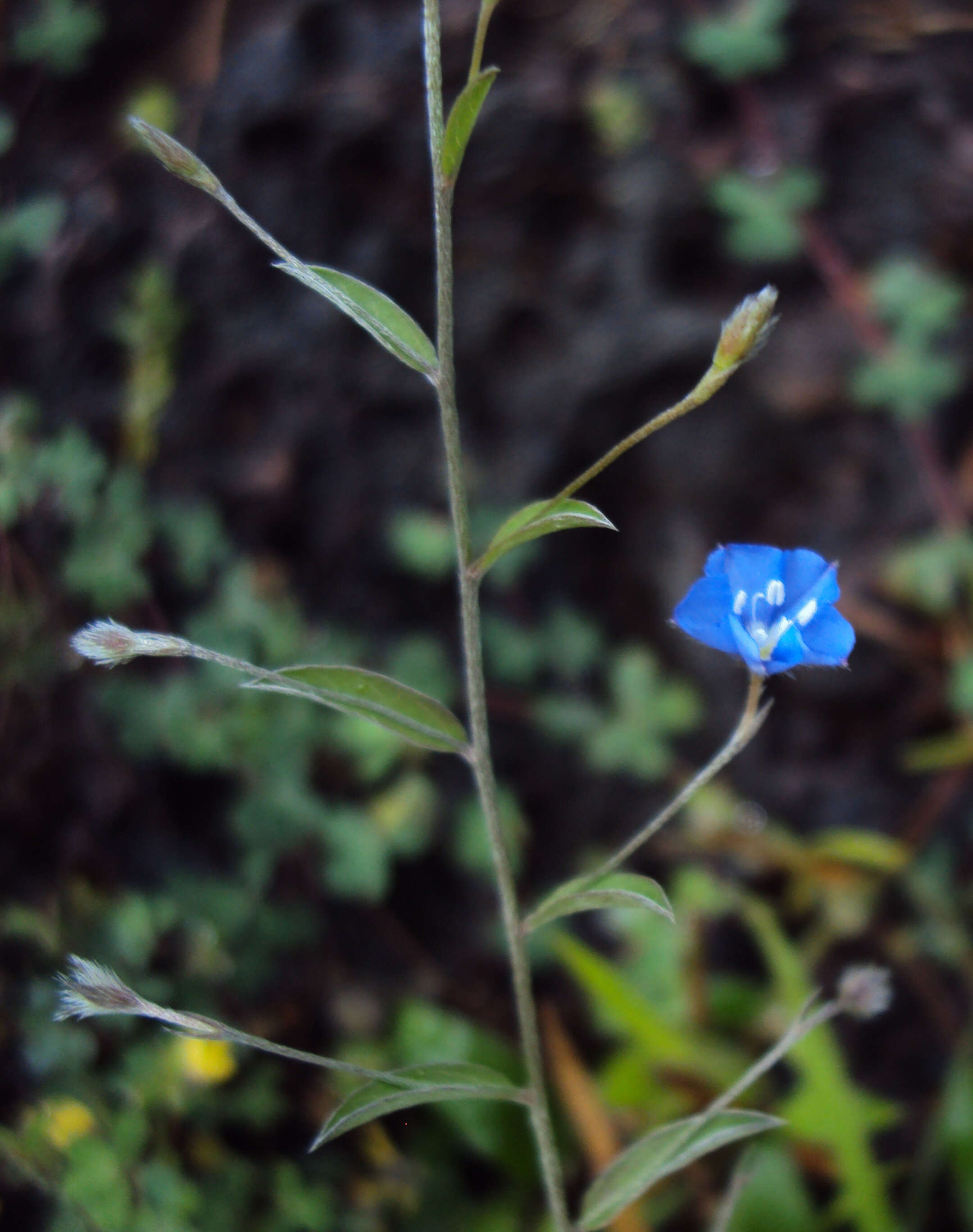 Image of slender dwarf morning-glory