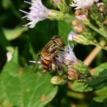 Image of Eristalinus quinquelineatus (Fabricius 1781)