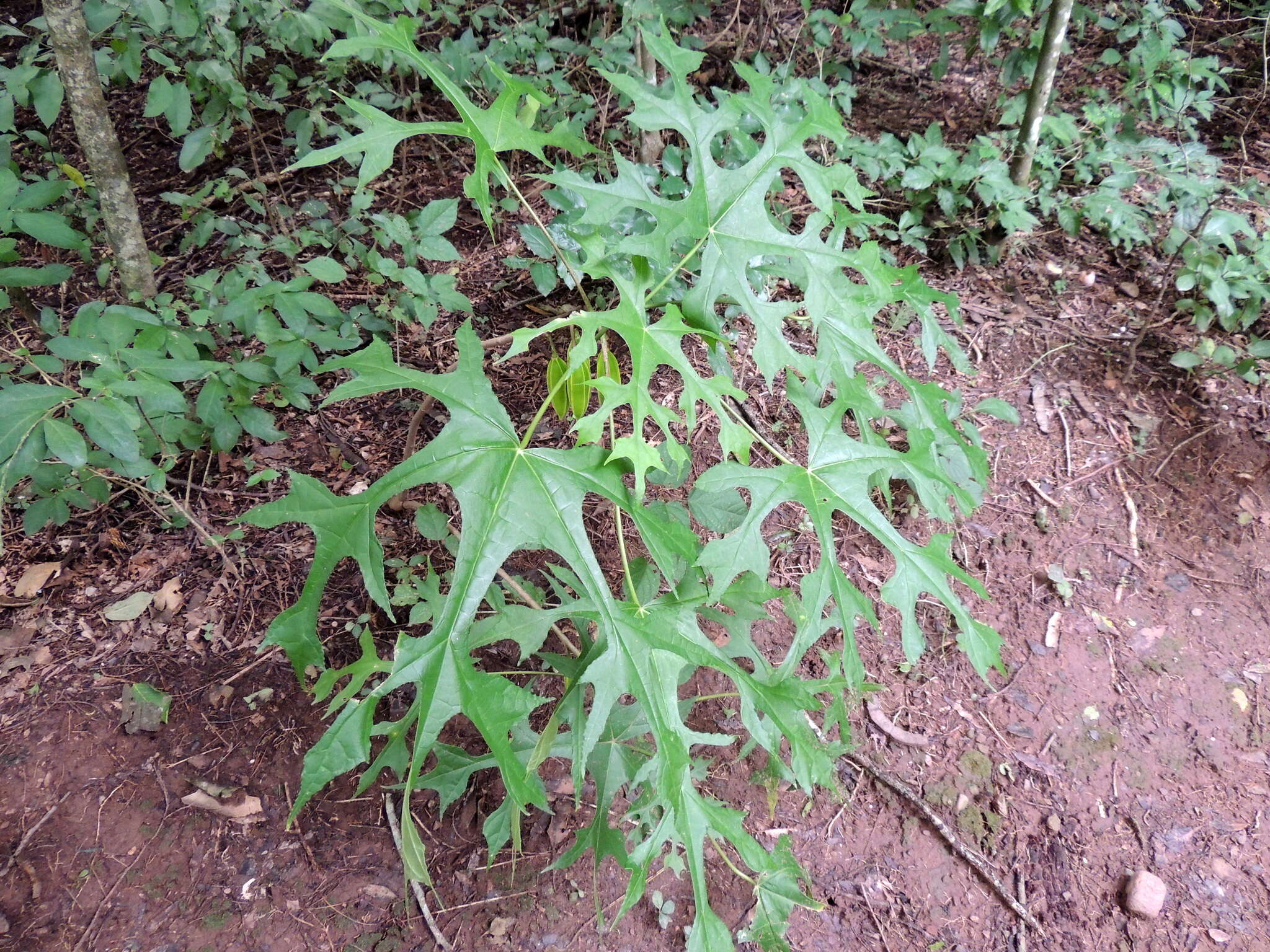 Image of Vasconcellea glandulosa A. DC.