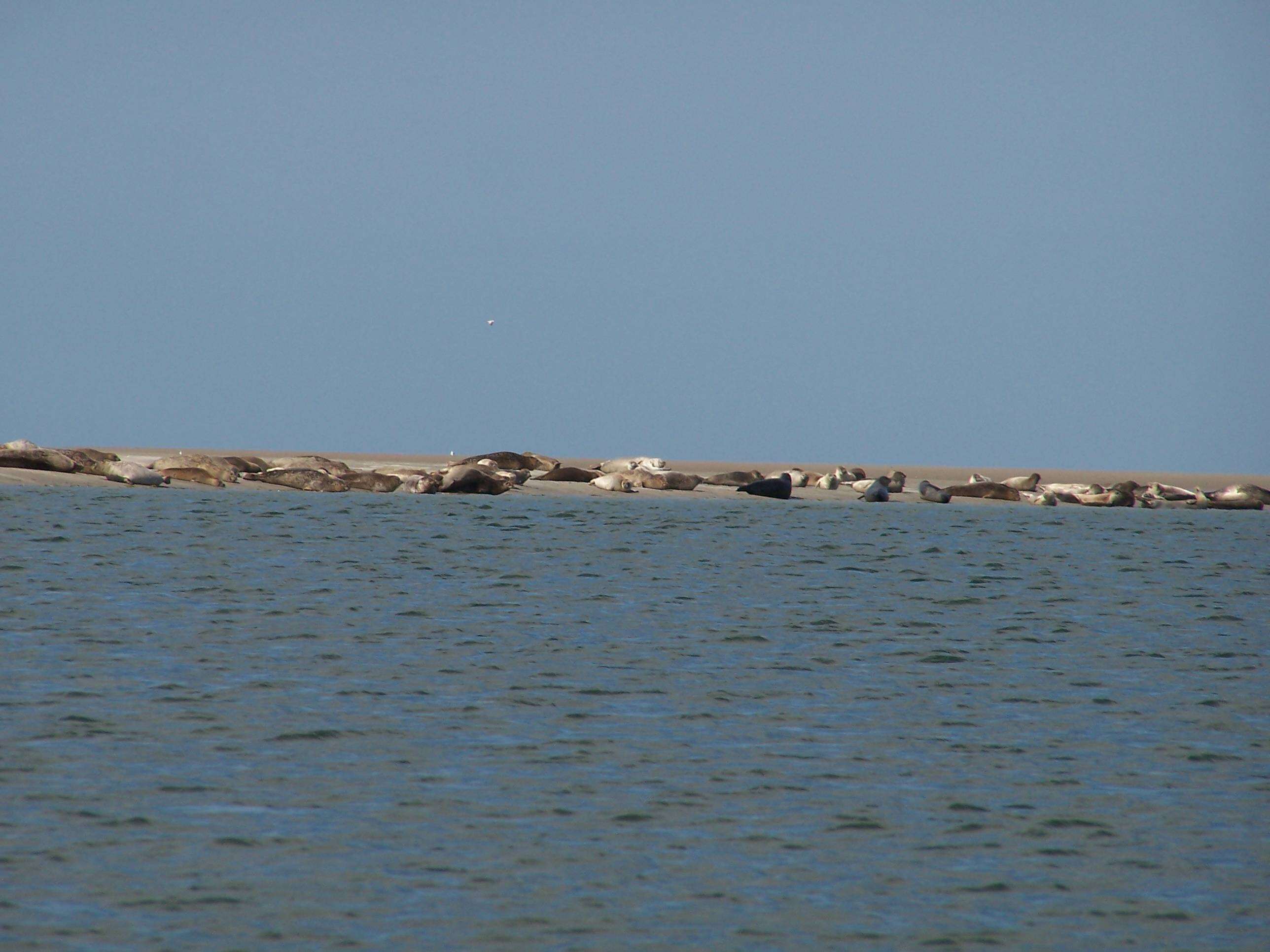 Image of Mediterranean Monk Seal