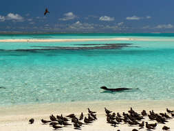 Image of Hawaiian Monk Seal