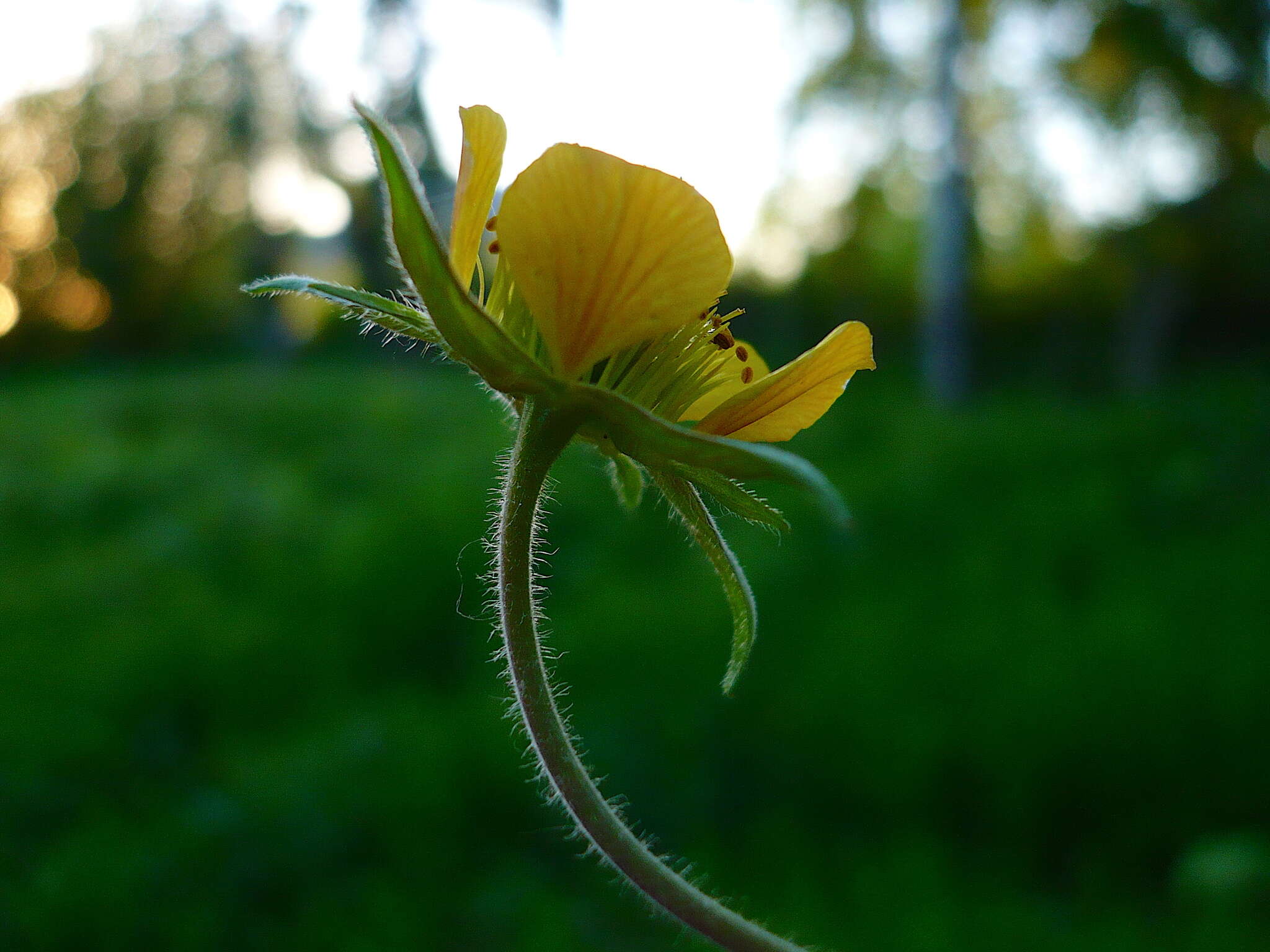 Image of Geum intermedium Ehrh.