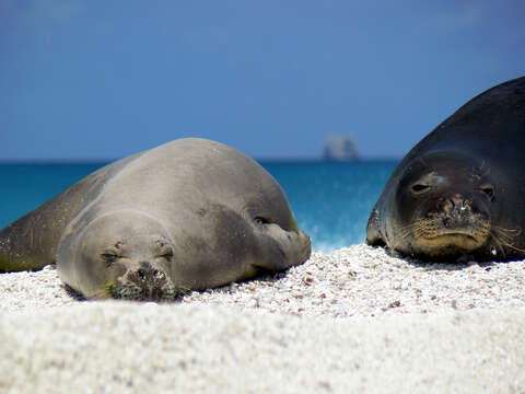 Image of Hawaiian Monk Seal