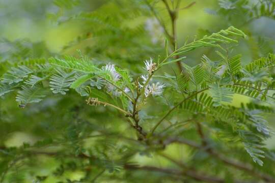 Image de Mimosa platycarpa Benth.