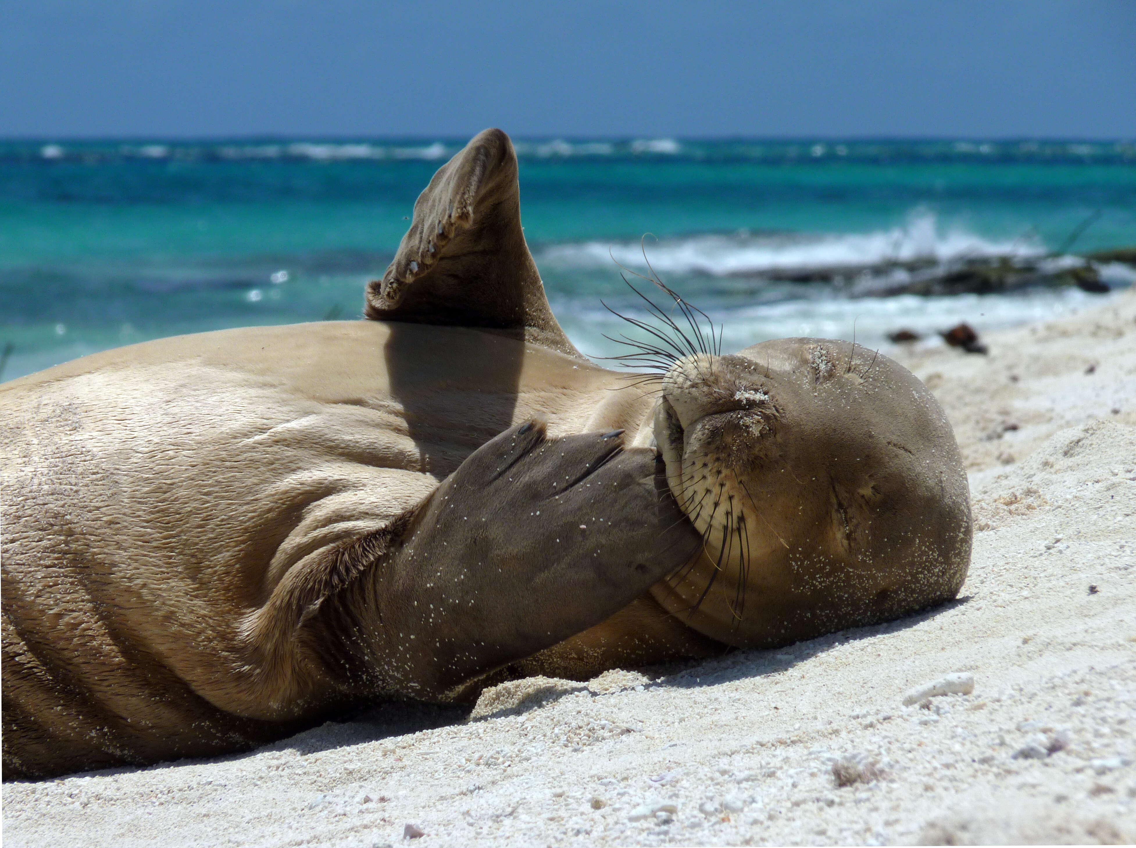 Image of Hawaiian Monk Seal