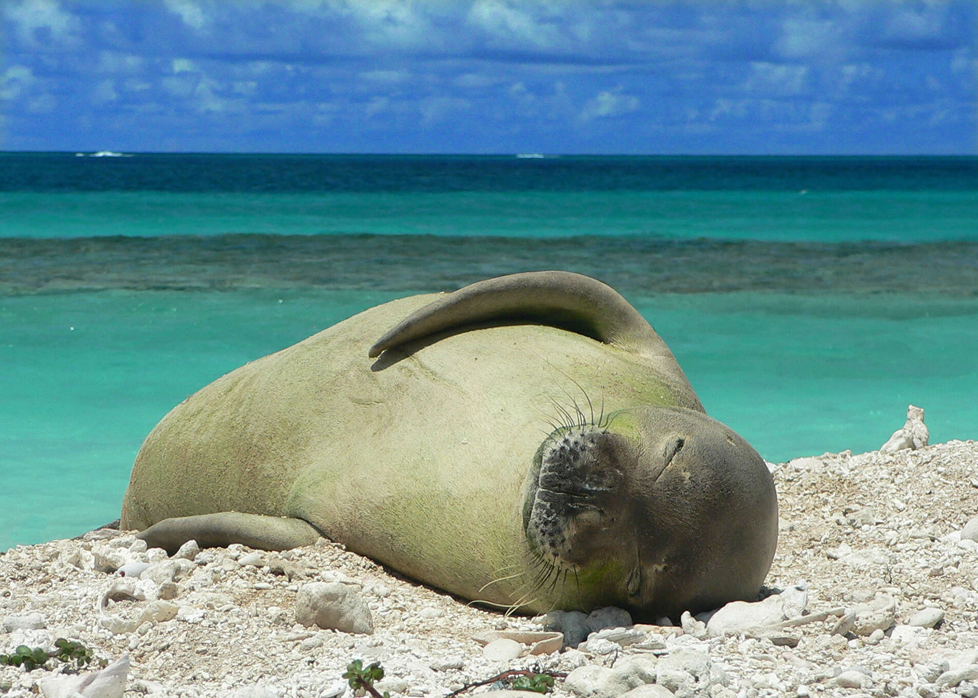 Image of Hawaiian Monk Seal