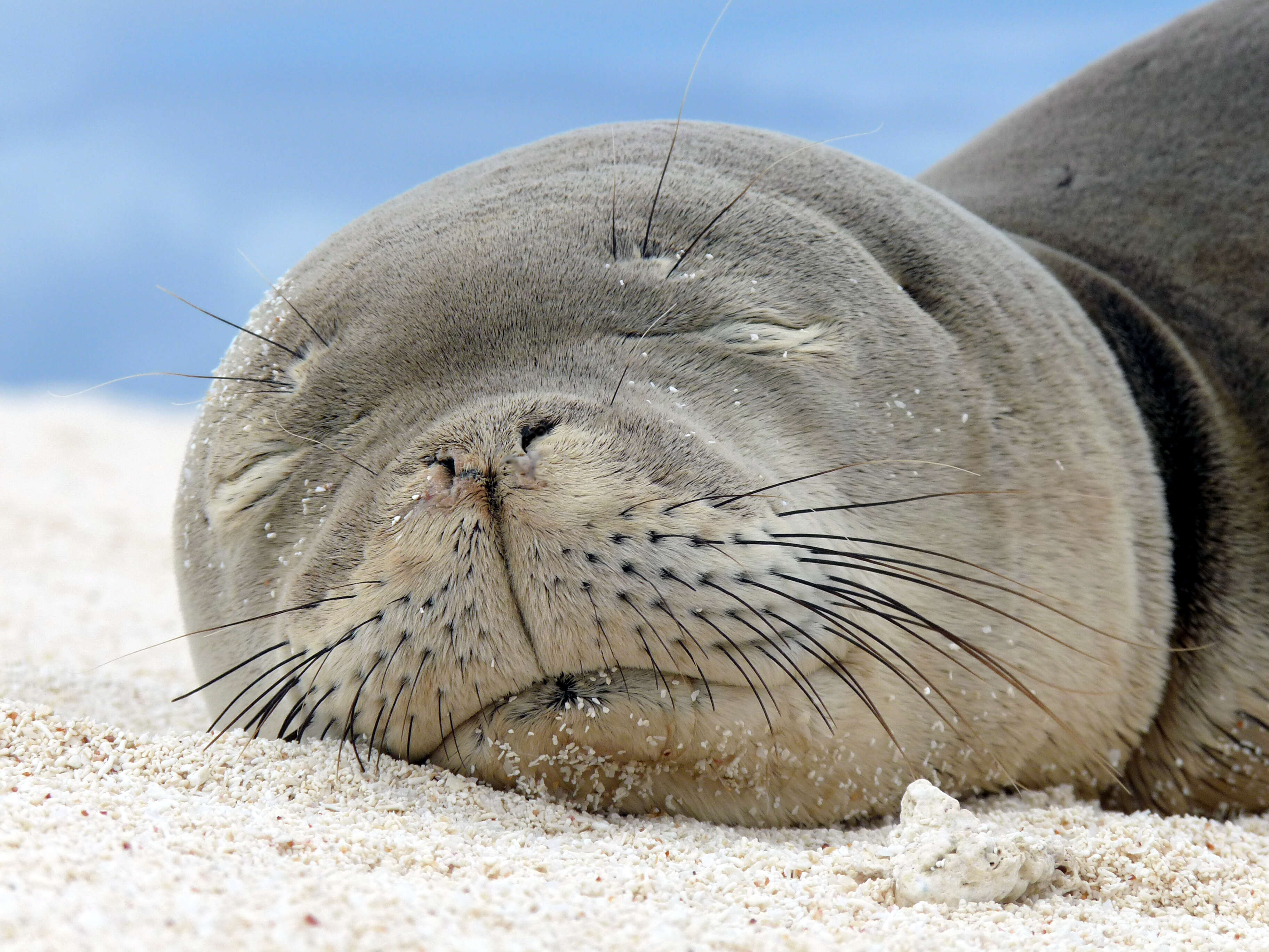 Image of Hawaiian Monk Seal