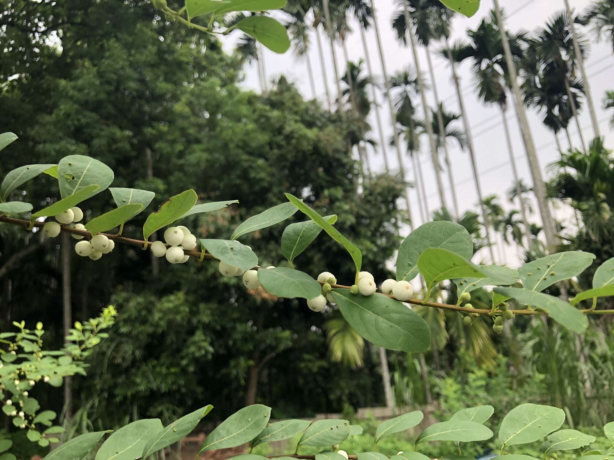 Image of White berry bush