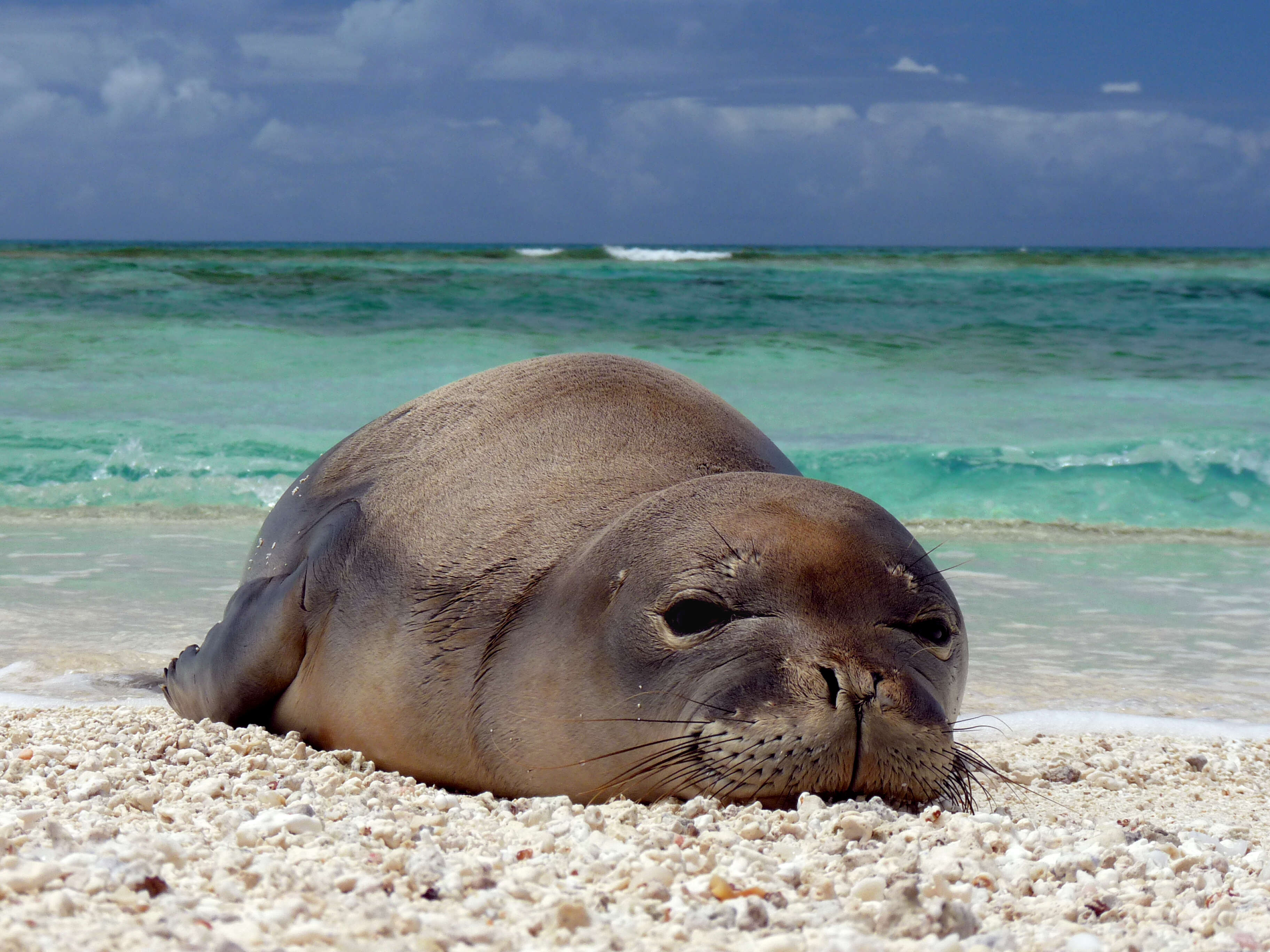 Image of Hawaiian Monk Seal