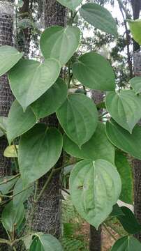 Image of black pepper