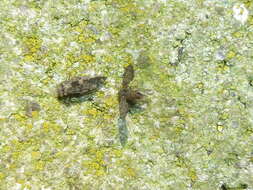 Image of Nimbopsocus australis Smithers & Courtenay 2004