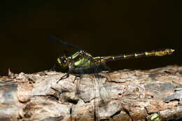 صورة Neogomphus bidens Selys 1878