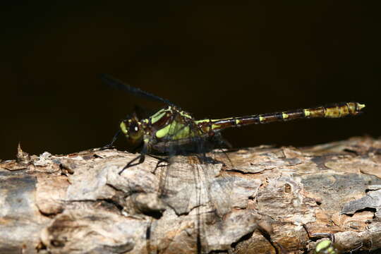 Image de Neogomphus Selys 1858