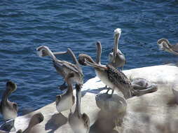 Image of California brown pelican