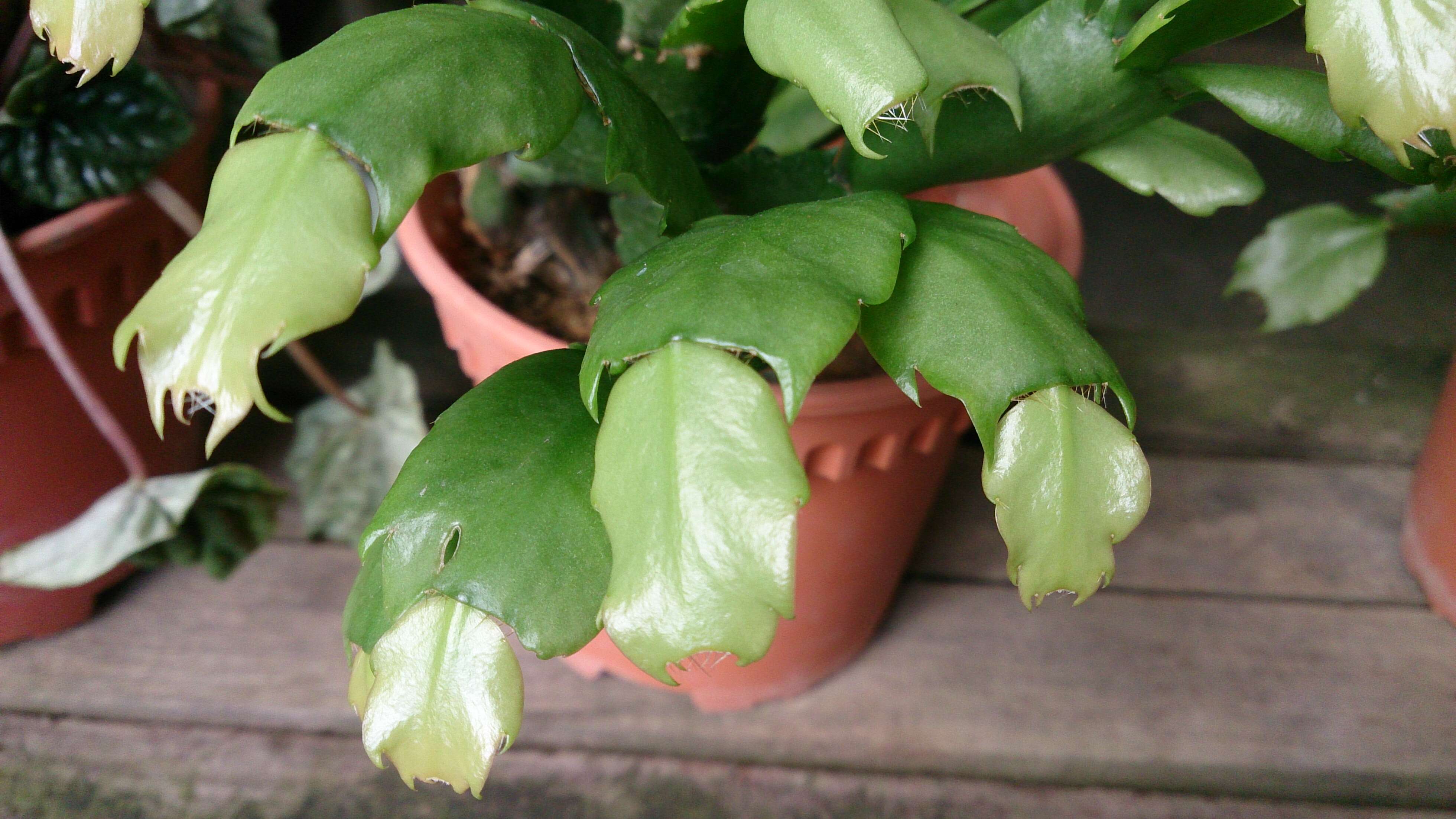 Plancia ëd Schlumbergera truncata (Haw.) Moran