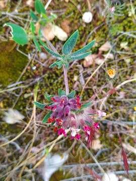 Слика од Anthyllis vulneraria subsp. rubriflora (DC.) Arcang.