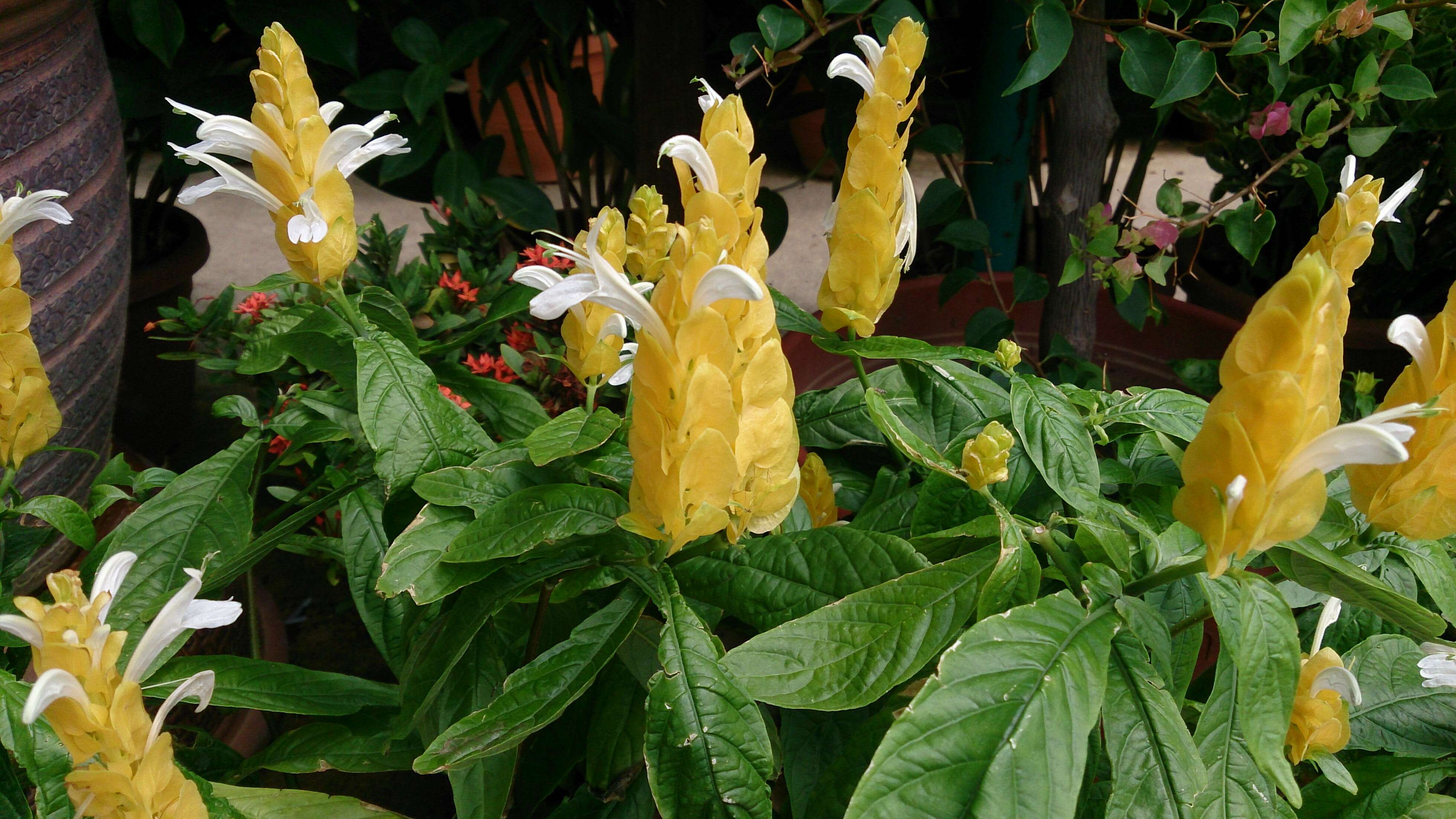 Image of pachystachys