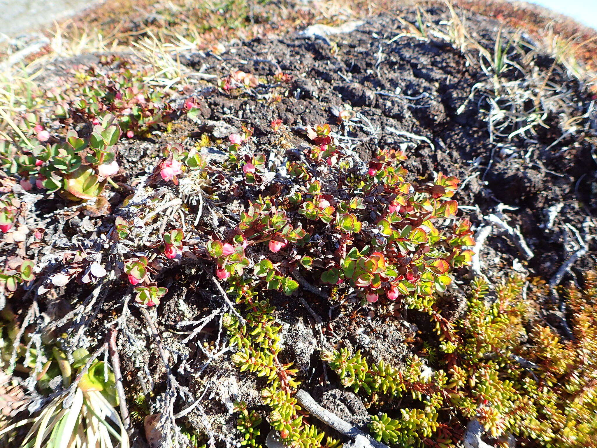 Vaccinium uliginosum subsp. microphyllum Lange的圖片