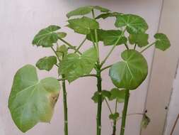 Image of Barbados nut