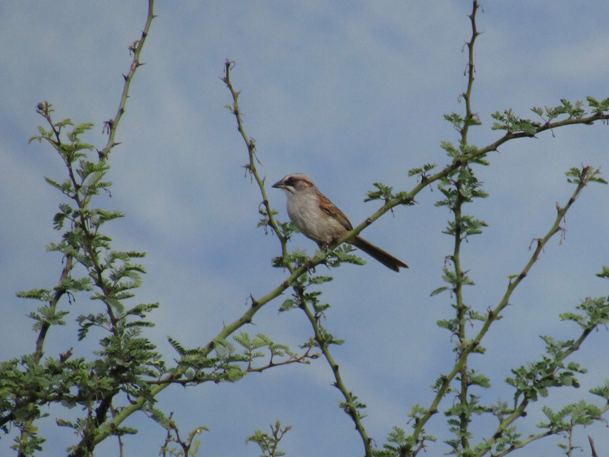 Image of Yungas Sparrow