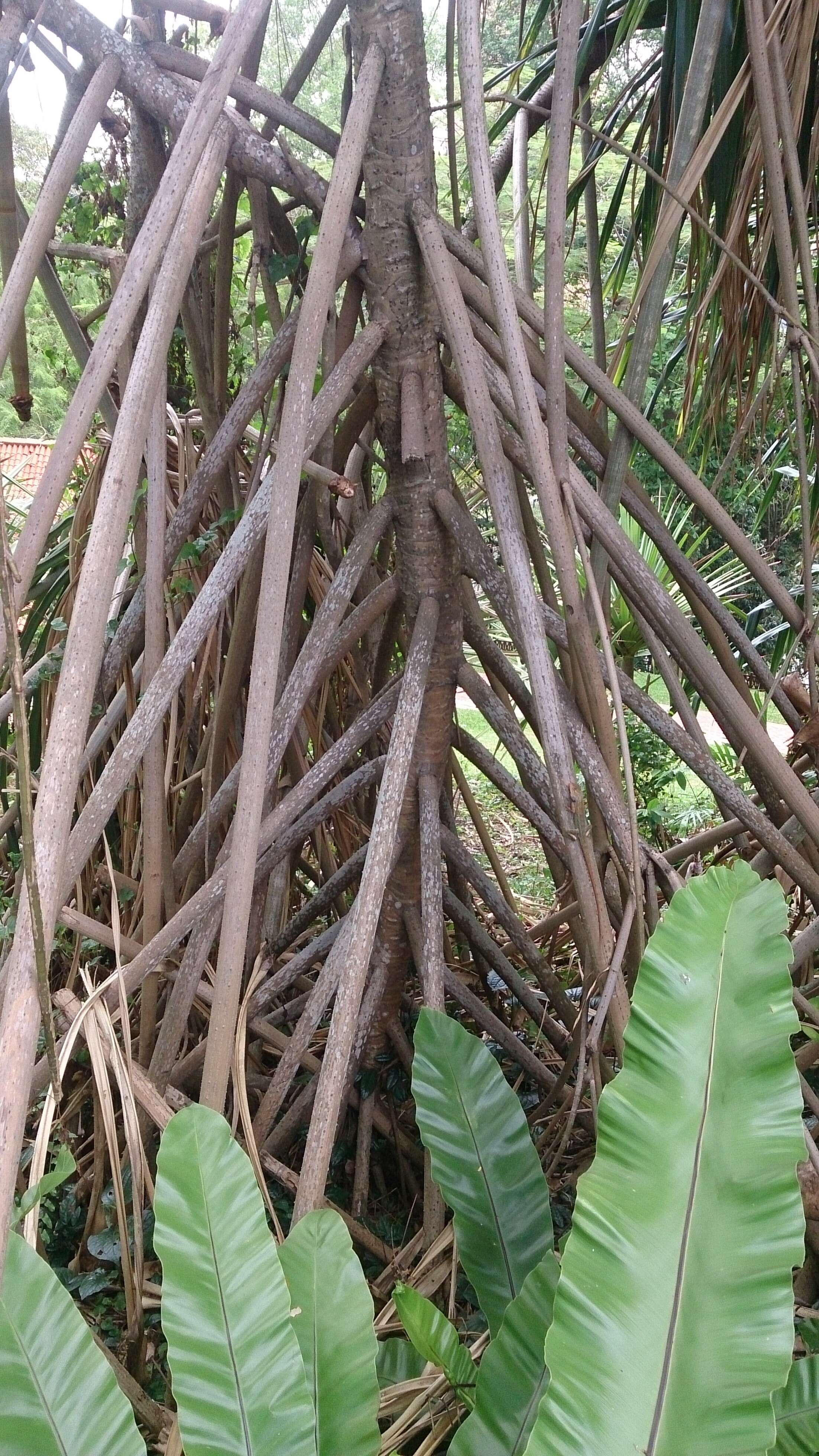 Image of Tahitian screwpine