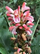 Image of Alpinia ilanensis S. C. Liu & J. C. Wang