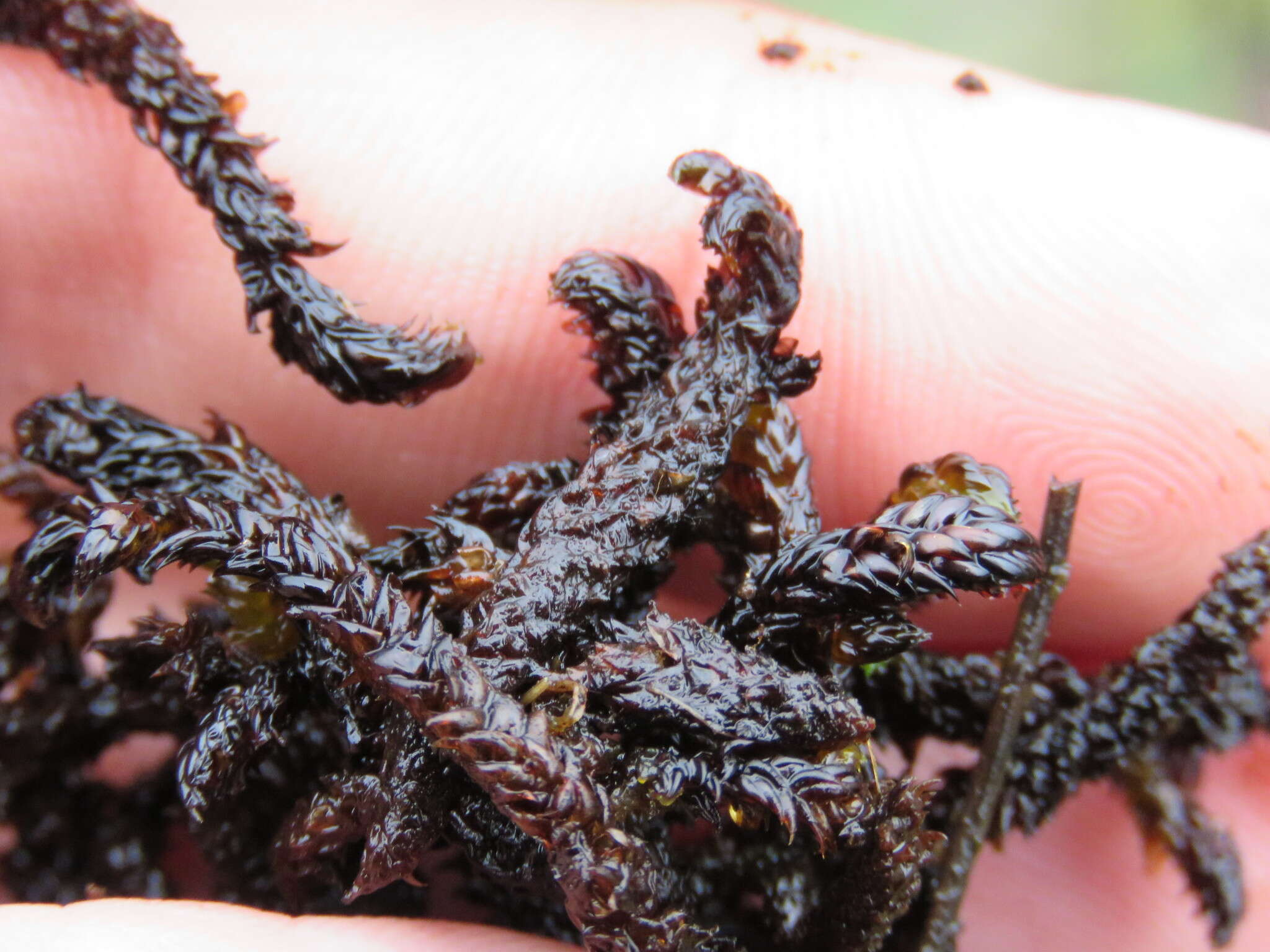 Image of Hooked Scorpion Moss