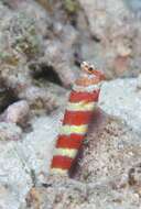 Image of Gorgeous prawn goby