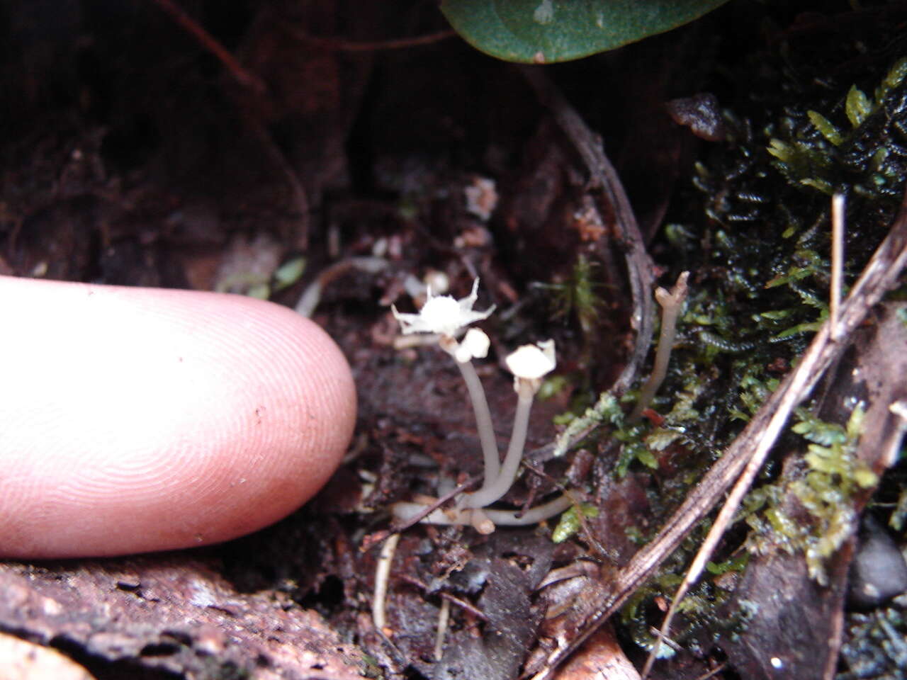 Image of Lacandonia schismatica E. Martínez & Ramos