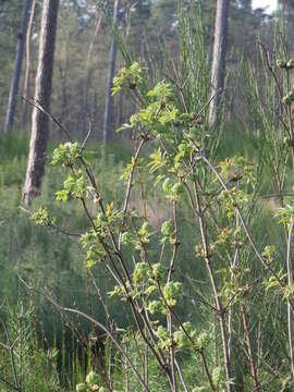 Image of Red-berried Elder