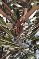 Image of Planchonella lauracea (Baill.) Dubard