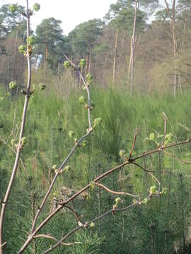 Image of Red-berried Elder