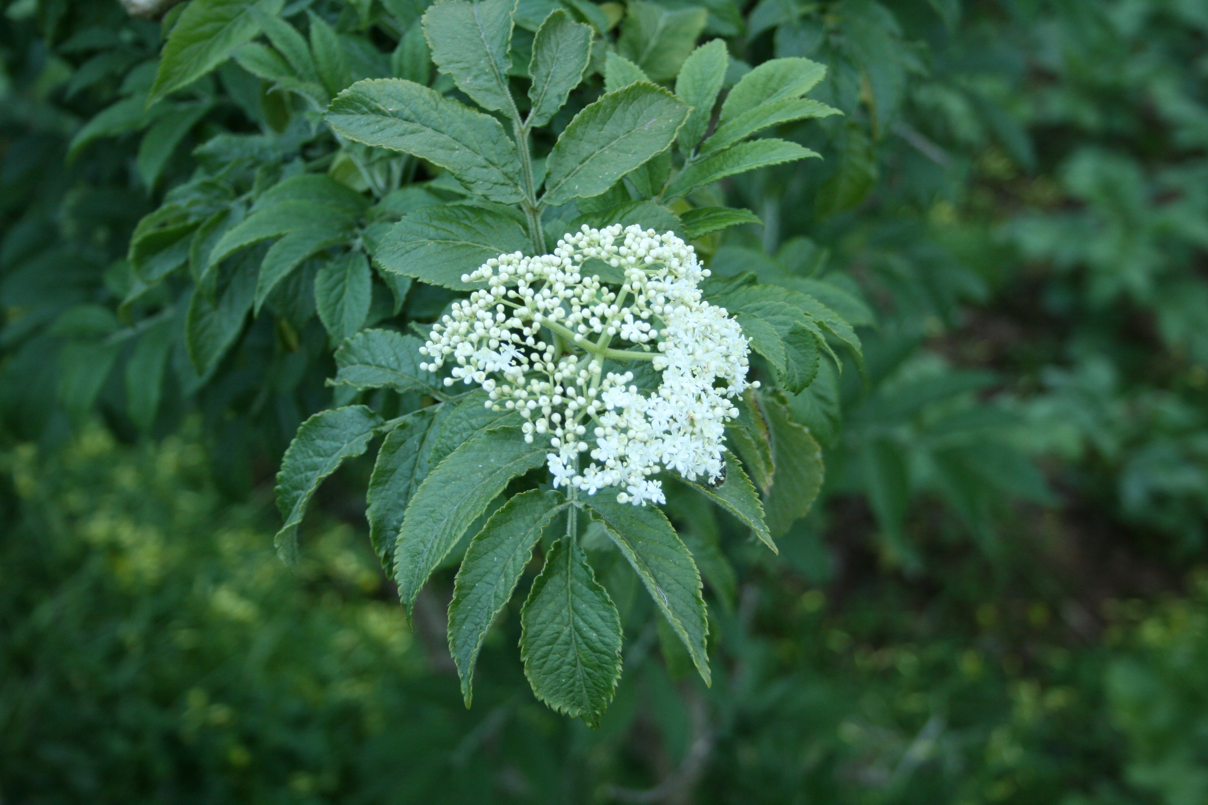 Sambucus palmensis (rights holder: PabloCabBel)