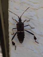 Image of western leaf-footed bug