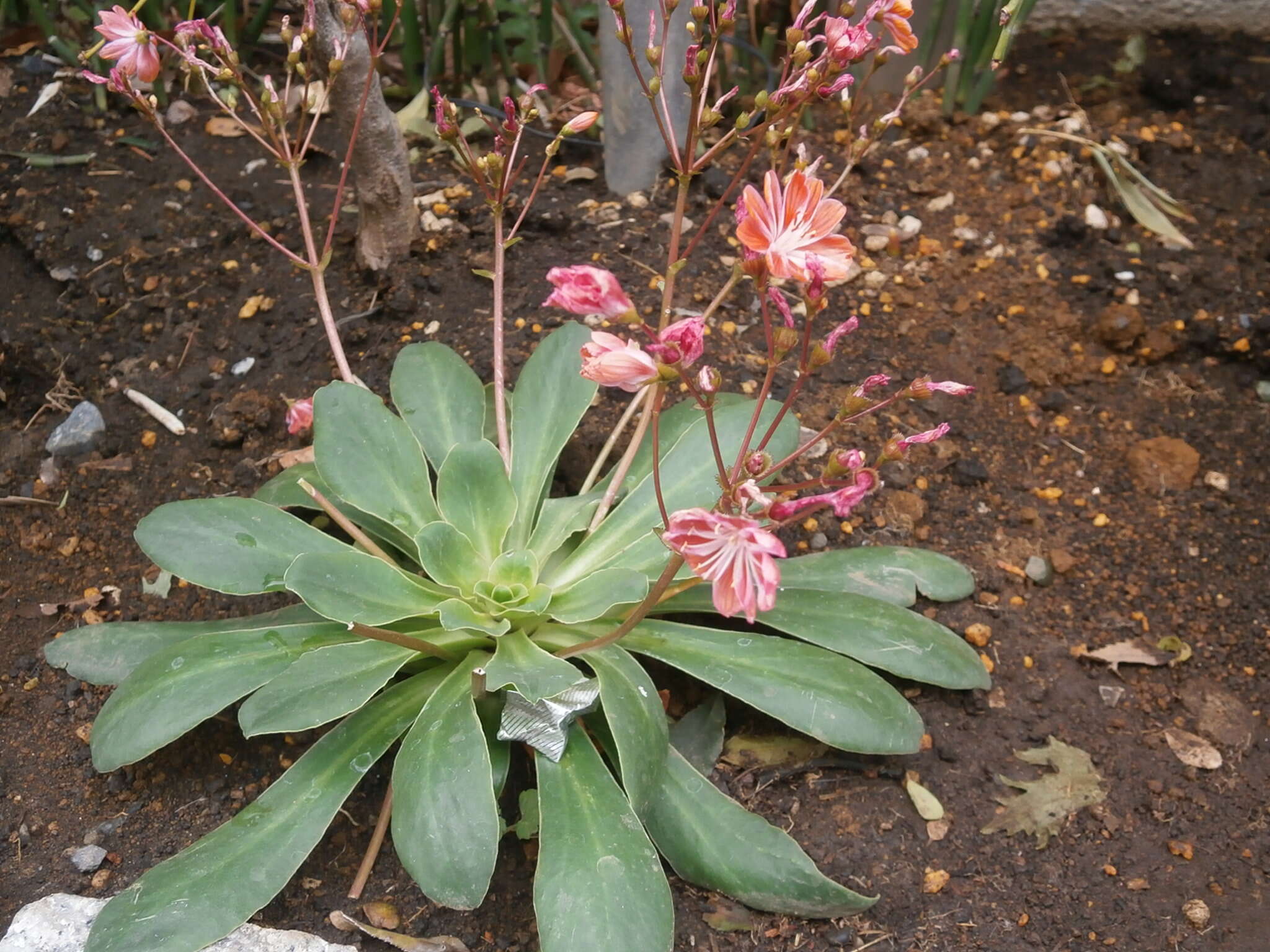 Image of Siskiyou lewisia