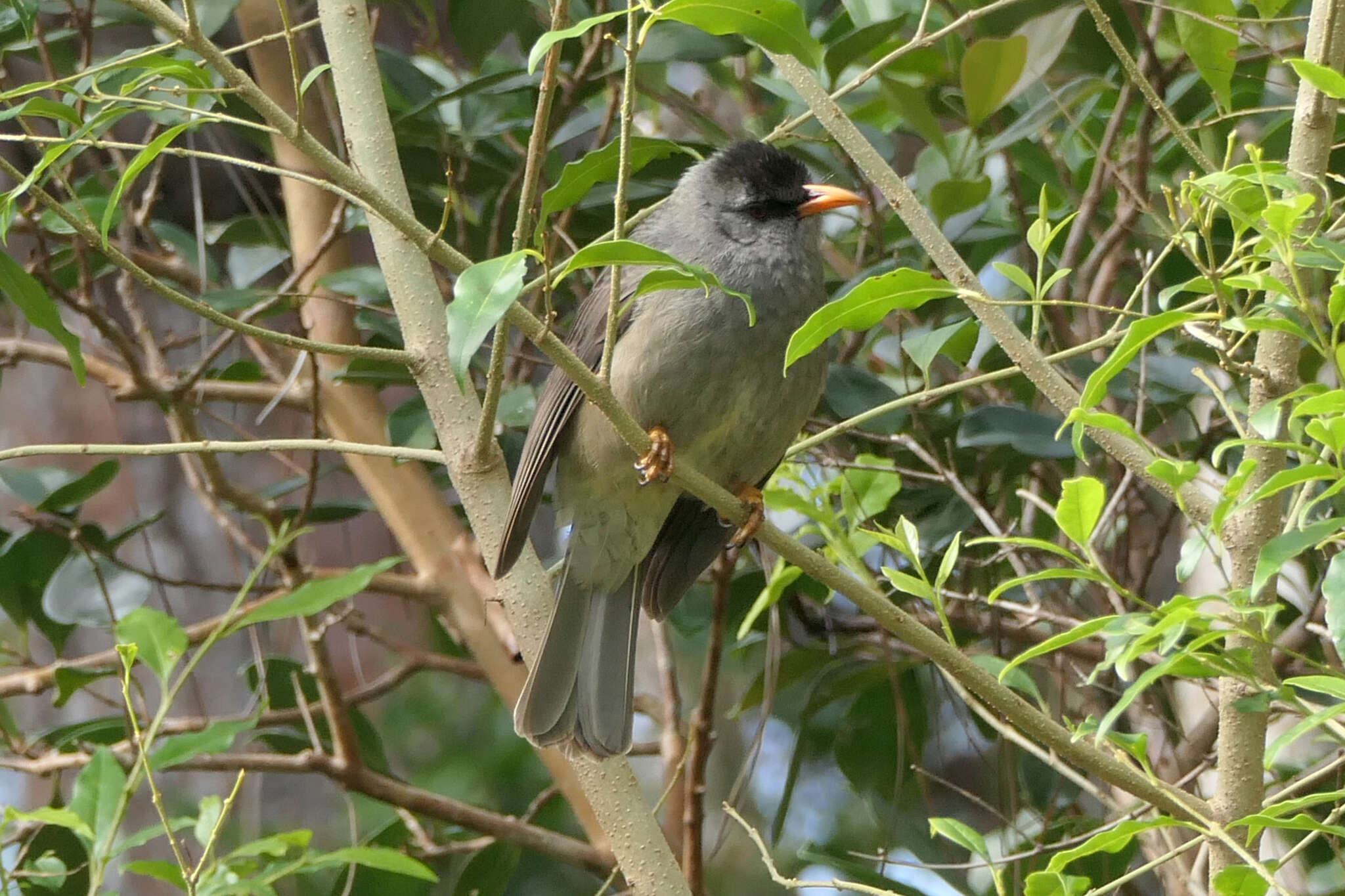 Image of Mauritius Black Bulbul