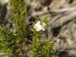 Image of Rachiptera limbata Bigot 1859